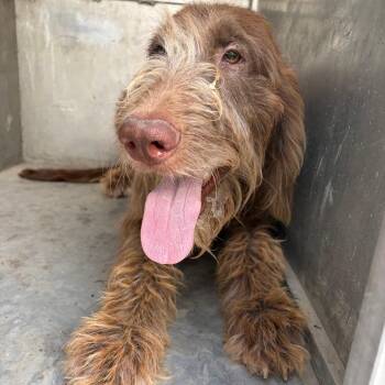 Sonny -  German Wirehaired Pointer and Chocolate Labrador Retriever Dog for Adoption in Edinburg, Texas - Sonny | PetCurious