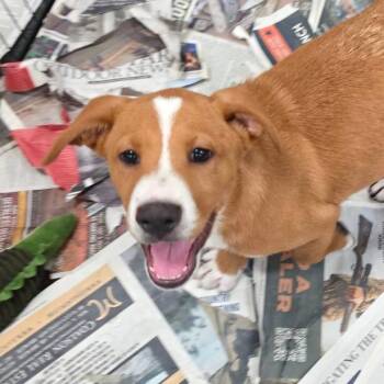 Clyde JuM -  Australian Shepherd and Mixed Breed Dog for Adoption in Austin, Texas - Clyde JuM | PetCurious