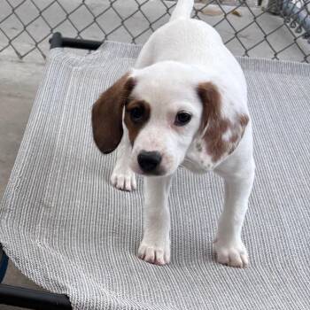 Liberty -  Beagle Dog for Adoption in Fenton, Michigan - Liberty | PetCurious