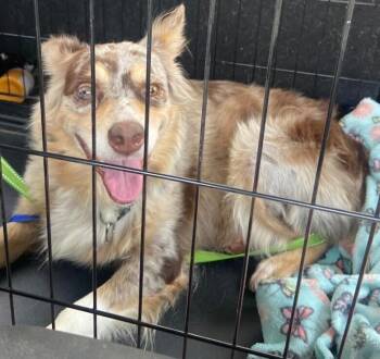 Dumplin -  Australian Shepherd Dog for Adoption in Dallas, Texas - Dumplin | PetCurious