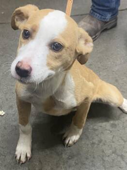 Labrador Retriever Dogs Available for Adoption - Sarah | PetCurious