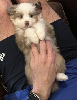 Australian Shepherd Dogs Available for Adoption in Dalworthington Gardens, Texas - Chuck (Peanuts) | PetCurious