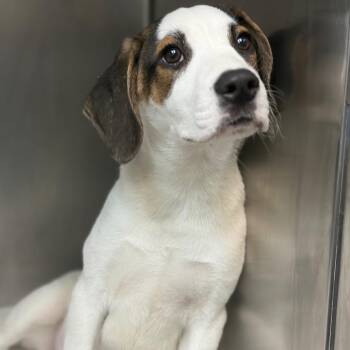 Hound and Mixed Breed Dogs Available for Adoption in Council Bluffs, Iowa - Fish | PetCurious