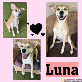 Luna -  Siberian Husky Dog for Adoption in Clearfield, Pennsylvania - Luna | PetCurious