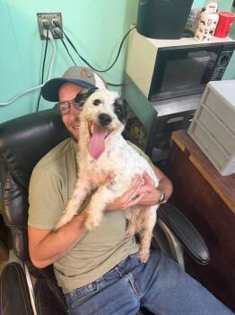Mushu -  Miniature Schnauzer and Jack Russell Terrier Dog for Adoption in Lakewood Ranch, Florida - Mushu | PetCurious