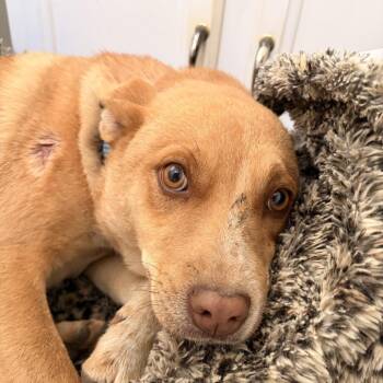Mixed Breed Dogs Available for Adoption in Bismarck, North Dakota - Red Female | PetCurious