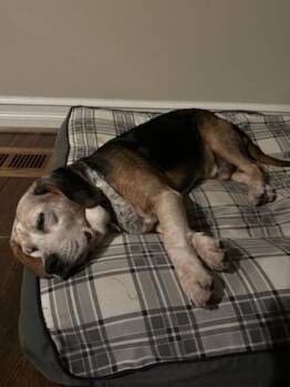 Drum -  Beagle Dog for Adoption in Utica, Michigan - Drum | PetCurious