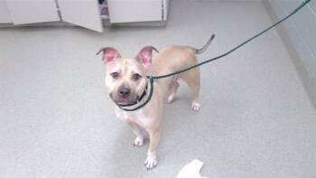 MOXY -  American Bulldog and Mixed Breed Dog for Adoption in Omaha, Nebraska - MOXY | PetCurious