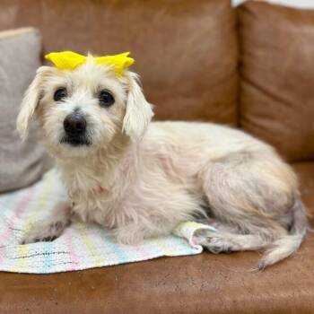 Bitsy Belle Cuddlebean -  West Highland White Terrier Westie and Wirehaired Terrier Dog for Adoption in Friendswood, Texas - Bitsy Belle Cuddlebean | PetCurious
