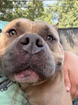 Rosie the Riveter -  Mixed Breed Dog for Adoption in Cincinnati, Ohio - Rosie The Riveter | PetCurious