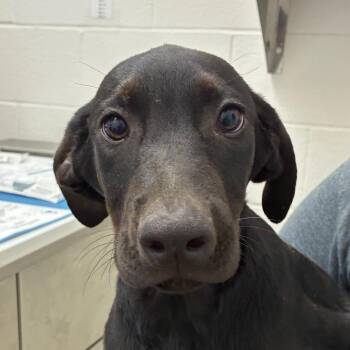 Suki -  Doberman Pinscher and Mixed Breed Dog for Adoption in Corpus Christi, Texas - Suki | PetCurious