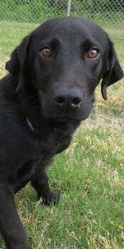 Black Labrador Retriever Dogs Available for Adoption in Evergreen, Colorado - Vibe | PetCurious