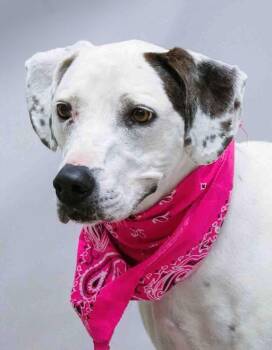 Dalmatian Dogs Available for Adoption in Sanford, Florida - Lexi (Pups) | PetCurious