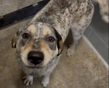 Australian Cattle Dog Blue Heeler and Coonhound Dogs Available for Adoption - Dallas | PetCurious
