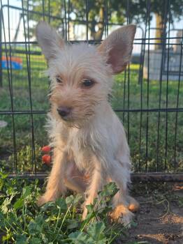 Heath -  Yorkshire Terrier Dog for Adoption in Russiaville, Indiana - Heath | PetCurious