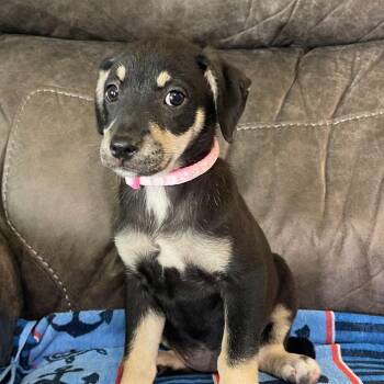 Glory -  Mixed Breed Dog for Adoption in Allentown, Pennsylvania - Glory | PetCurious