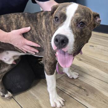 Bowie -  Pit Bull Terrier Dog for Adoption in Newark, New Jersey - Bowie | PetCurious