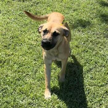 Lumi -  Shepherd Dog for Adoption in Valdosta, Georgia - Lumi | PetCurious