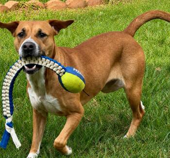 Rosy -  Pit Bull Terrier Dog for Adoption - Rosy | PetCurious