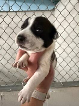 Kentucky -  Australian Cattle Dog Blue Heeler and Staffordshire Bull Terrier Dog for Adoption in Fayetteville, Tennessee - Kentucky | PetCurious