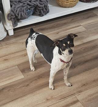 Rat Terrier Dogs Available for Adoption in Atlanta, Georgia - Zuni (GA) | PetCurious