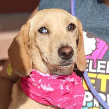 RUTH -  Dachshund Dog for Adoption in San Antonio, Texas - RUTH | PetCurious