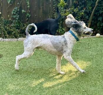 Poodle Dogs Available for Adoption in Sandy Springs, Georgia - Jules | PetCurious