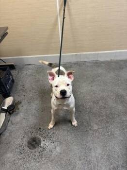 Cable -  Pit Bull Terrier and Mixed Breed Dog for Adoption in Honolulu, Hawaii - Cable | PetCurious