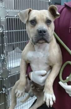 Pit Bull Terrier Dogs Available for Adoption in Salinas, California - PETE | PetCurious