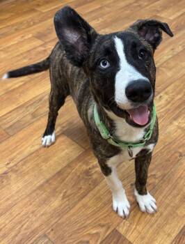 Luckie -  Mixed Breed Dog for Adoption in Ocala, Florida - Luckie | PetCurious