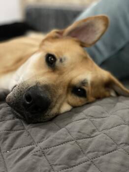 Diesel -  Labrador Retriever Dog for Adoption in Roseville, California - Diesel | PetCurious