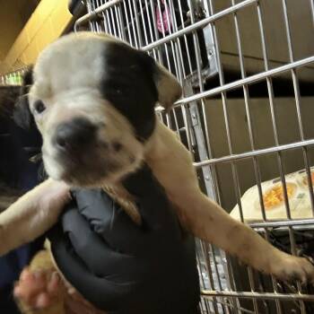 Mixed Breed Dogs Available for Adoption in Gadsden, Alabama - New Jersey | PetCurious