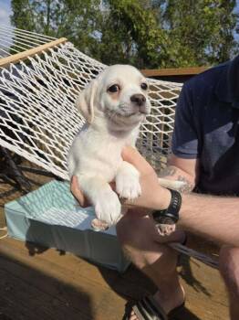 Terrier Dogs Available for Adoption - Muffin | PetCurious