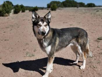 Mixed Breed Dogs Available for Adoption in Santa Fe, New Mexico - KUMI | PetCurious
