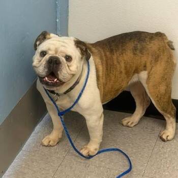 Maggie 26-08-032 -  English Bulldog Dog for Adoption in Bastrop, Texas - Maggie 26-08-032 | PetCurious