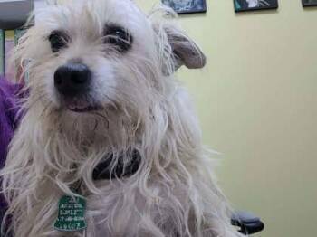 Snickers -  Mixed Breed Dog for Adoption in Memphis, Tennessee - Snickers | PetCurious