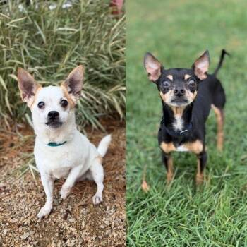 Peppy -  Miniature Pinscher Dog for Adoption in Fargo, North Dakota - Peppy | PetCurious