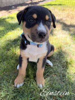 Einstein -  Doberman Pinscher Dog for Adoption in Pleasant Hill, California - Einstein | PetCurious