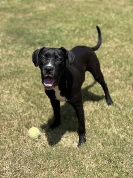 Rescue Mixed Breed Dogs for Adoption in Hernando, Mississippi - Cole | PetCurious