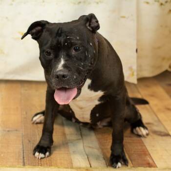 Rescue Pit Bull Terrier and American Bulldog Dogs for Adoption in East St. Louis, Illinois - Dorsey | PetCurious