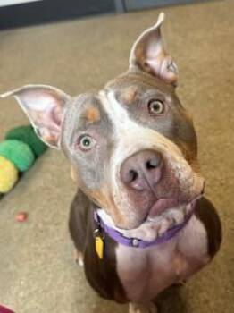 Pit Bull Terrier Dogs Available for Adoption - Plumeria | PetCurious