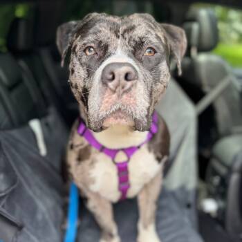 Rescue American Bulldog Dogs for Adoption in York, Pennsylvania - Koolaid AKA Mr. Ham Sandwich | PetCurious