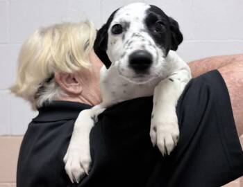 Liberty -  Pointer Dog for Adoption in Columbus, Indiana - Liberty | PetCurious