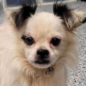 Rescue Chihuahua Dogs for Adoption in Newfoundland, Pennsylvania - Ozzie (Adorable Lap Dog) | PetCurious