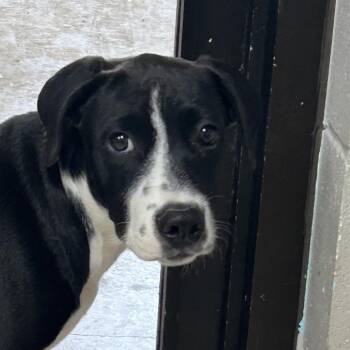 Dave -  Mixed Breed Dog for Adoption in Lufkin, Texas - Dave | PetCurious