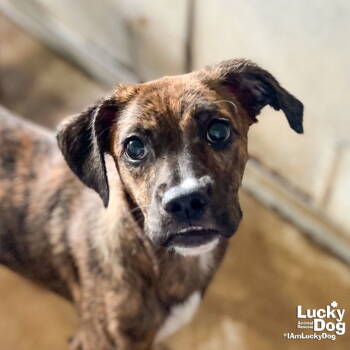 Rescue Boxer and Plott Hound Dogs for Adoption in Washington, District Of Columbia - Beta | PetCurious