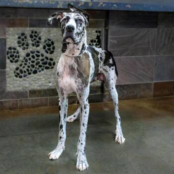 Jigsaw -  Great Dane Dog for Adoption in Versailles, Kentucky - Jigsaw | PetCurious
