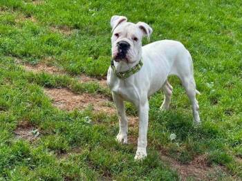 Addie -  Boxer Dog for Adoption in Randolph, Vermont - Addie | PetCurious