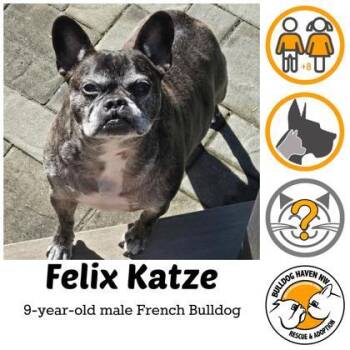French Bulldog Dogs Available for Adoption in Bonney Lake, Washington - FELIX KATZE | PetCurious