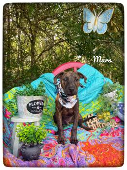 Mars -  Mountain Cur Dog for Adoption in Sebring, Florida - Mars | PetCurious